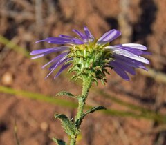Dieteria bigelovii
