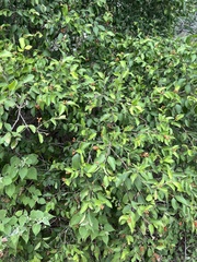 Citharexylum berlandieri