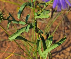 Dieteria bigelovii