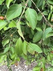 Citharexylum berlandieri