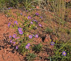 Dieteria bigelovii