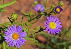 Dieteria bigelovii