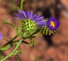 Dieteria bigelovii