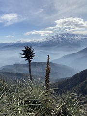Puya chilensis