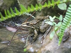 Pelophylax perezi