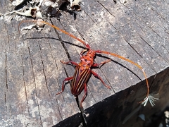 Chydarteres striatus