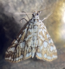 Elophila nymphaeata