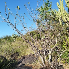 Bursera