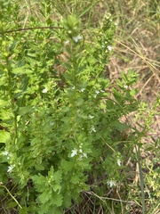 Teucrium cubense