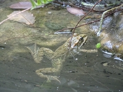 Pelophylax perezi