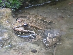 Pelophylax perezi