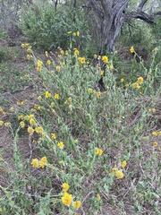 Verbesina encelioides