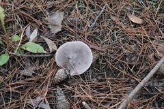 Tricholoma terreum