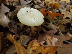 Amanita lavendula