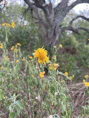 Verbesina encelioides