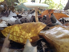 Amanita lavendula