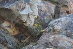 Oedera squarrosa