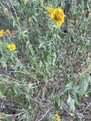 Verbesina encelioides