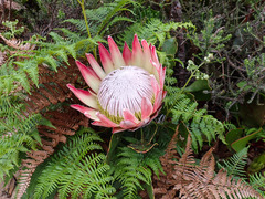 Protea cynaroides