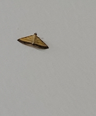 Cnaphalocrocis
