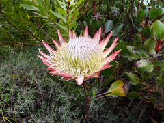 Protea cynaroides