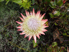 Protea cynaroides