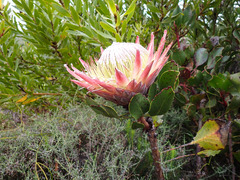 Protea cynaroides