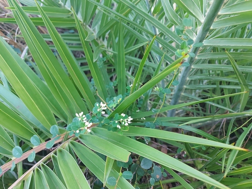 Berchemia lineata (Berchemia lineata)