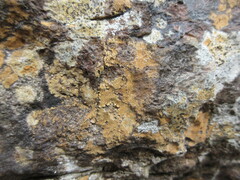 Ionaspis lacustris