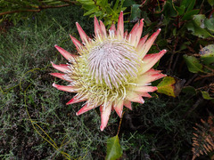 Protea cynaroides