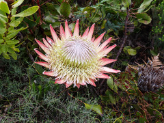 Protea cynaroides