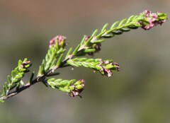 Passerina