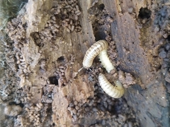 Cylindroiulus punctatus