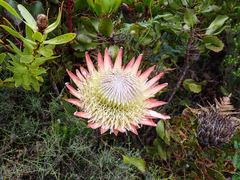 Protea cynaroides