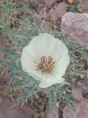 Argemone subfusiformis