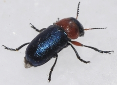 Chilotomina korbi
