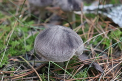 Tricholoma terreum