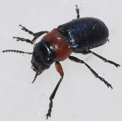 Chilotomina korbi