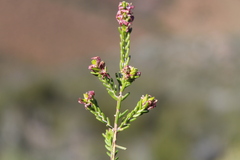 Passerina