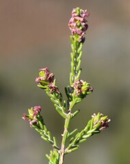 Passerina
