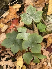 Ranunculus recurvatus