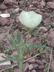 Argemone subfusiformis