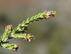 Passerina
