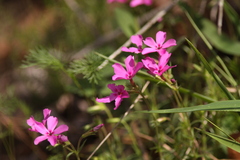 Phlox nivalis