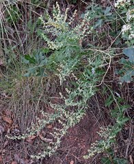 Artemisia ludoviciana