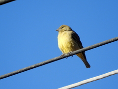 Sicalis olivascens