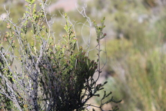 Passerina