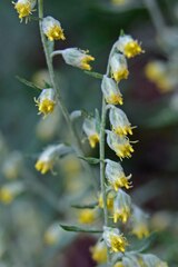 Artemisia ludoviciana
