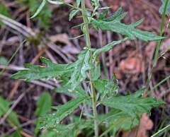 Artemisia ludoviciana