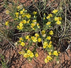 Xanthisma spinulosum